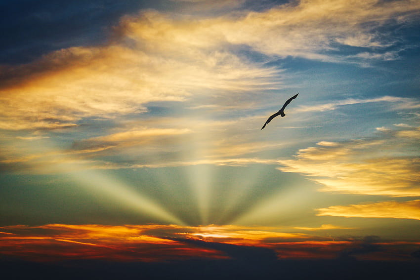 Oiseau volant coucher de soleil soirée vue nuages ​​beau ciel, nature, arrière-plans et, belle soirée Fond d'écran HD