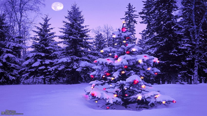 Lighted Christmas Tree in Winter Forest, forest christmas tree HD ...