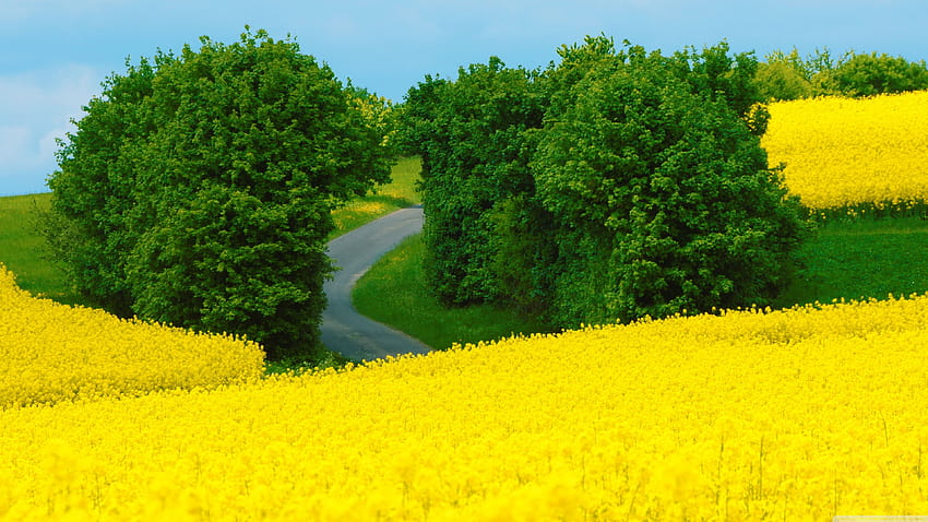 Lindos fundos de paisagem de primavera, amarelo de primavera papel de parede HD