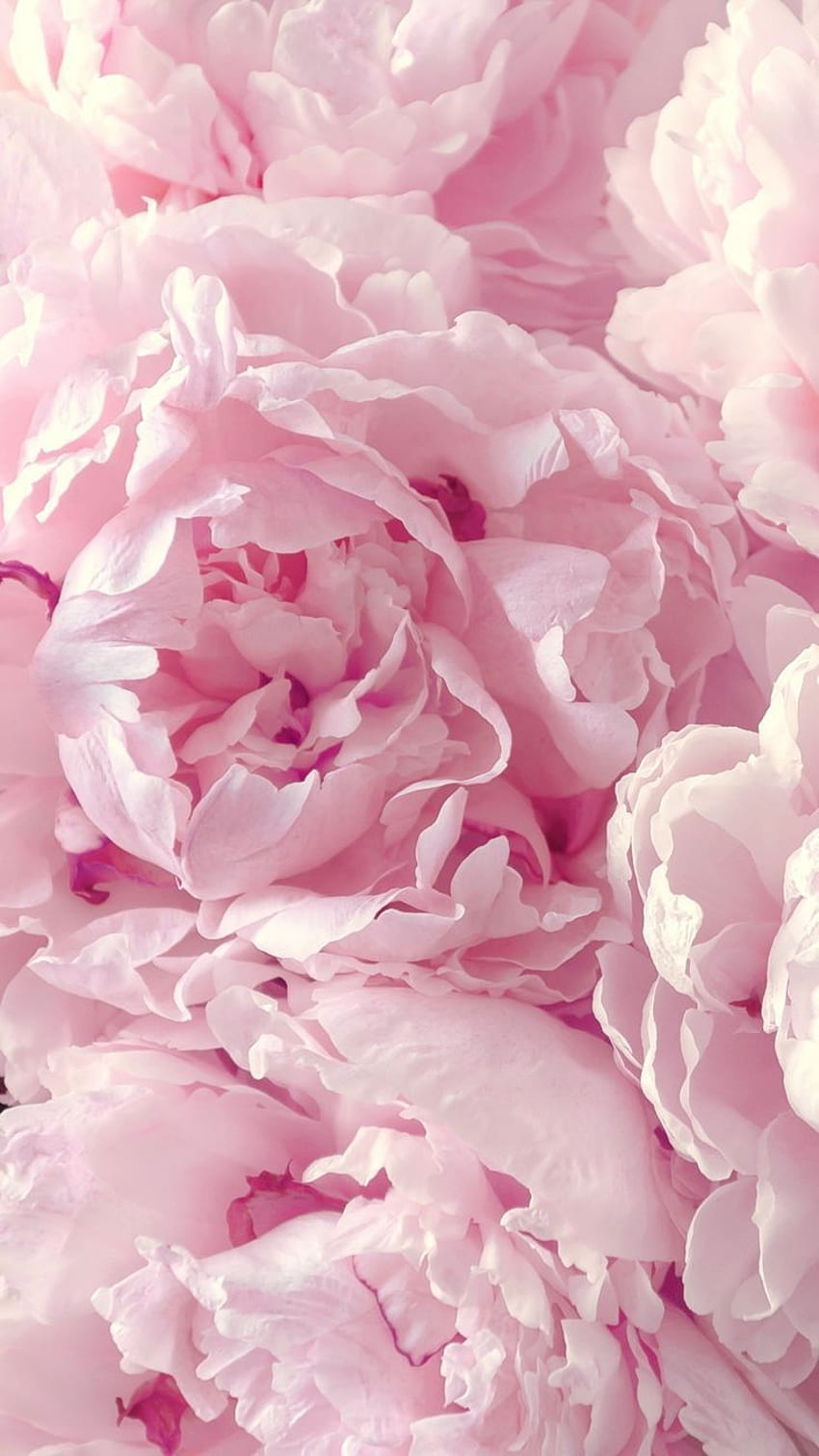 Peonies for your iPhone 6 Plus from Everpix app, pink peonies HD phone wallpaper