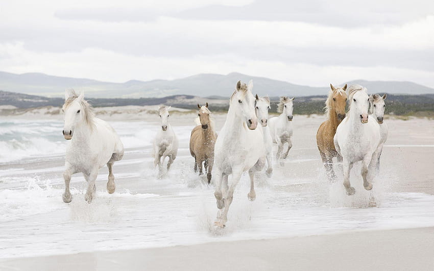 Horses beach running, white horse running on beach HD wallpaper | Pxfuel