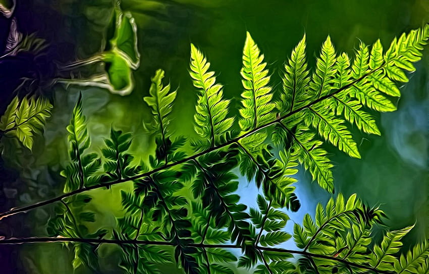 greens, summer, light, rendering, backgrounds, green fern leaf HD wallpaper