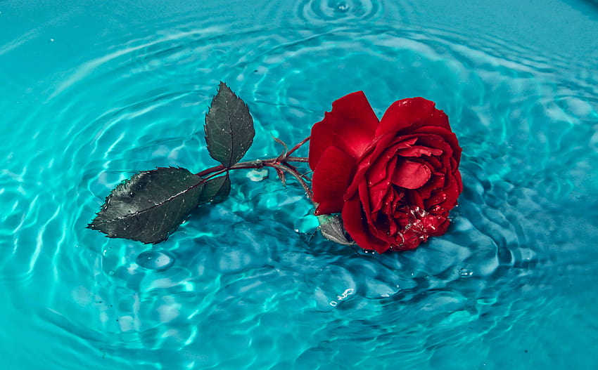 Red Rose on Blue Water · Stock, blue and red rose HD wallpaper | Pxfuel