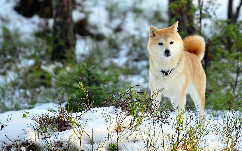 akita, dogs and owners HD wallpaper