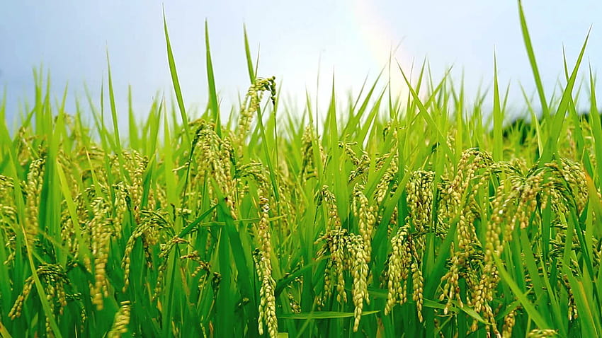 Rice Fields High Quality, rice plant HD wallpaper | Pxfuel