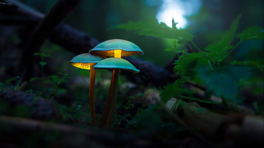 Uatrakcyjnij swoją jesienną grafikę świecącymi grzybami: oto jak je fotografować i edytować, pokoloruj grzyby Tapeta HD