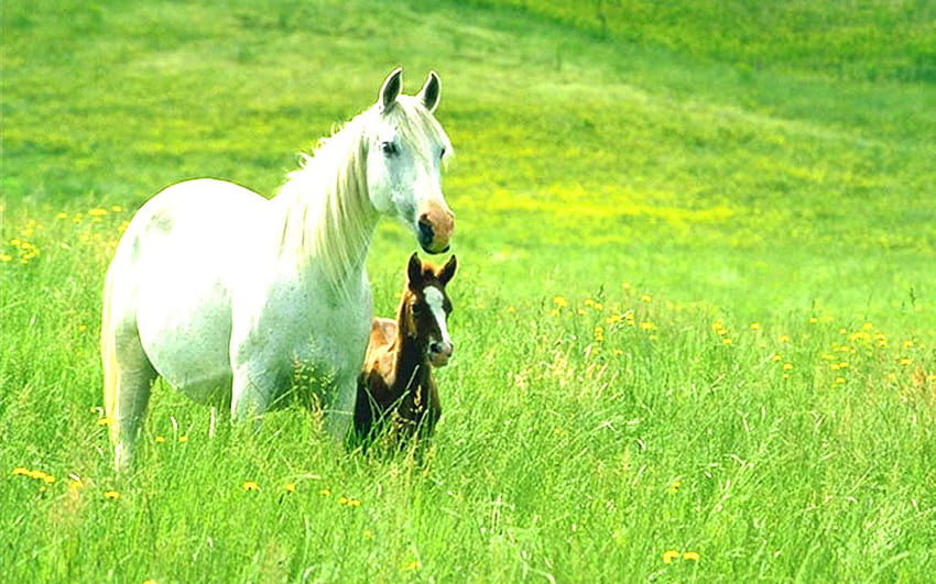 Nutztier, Pferd, Wirbeltier, Weide, Grünland, Säugetier, Pferdefarm HD-Hintergrundbild