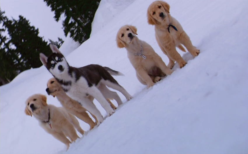 how many puppies died in snow buddies