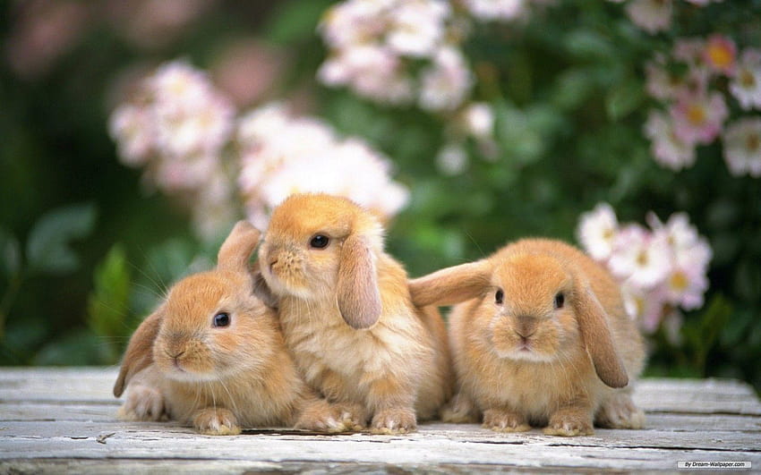 Conejo – Uno, conejos fondo de pantalla | Pxfuel