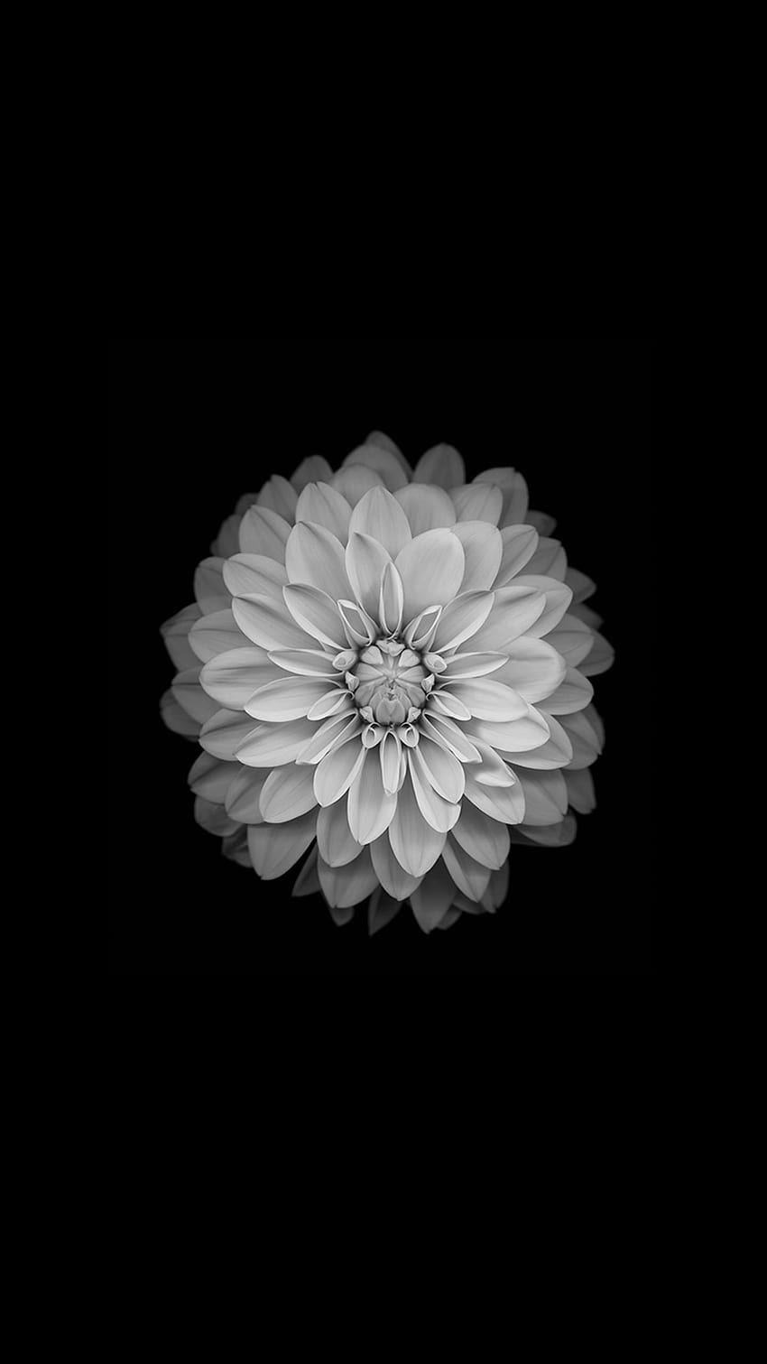 Цвете, Флора, Цвете, Венчелистче, Преоразмерено растение от Ze Robot, портрет на цветя amoled HD тапет за телефон