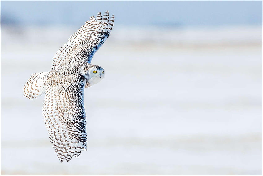 Snowy Owl clipart baby, gufi delle nevi Sfondo HD