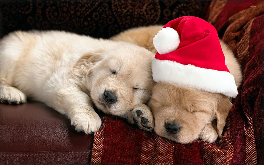 강아지 크리스마스 60 귀여운 강아지 배경화면 Pixelstalk Net Chris… HD 월페이퍼