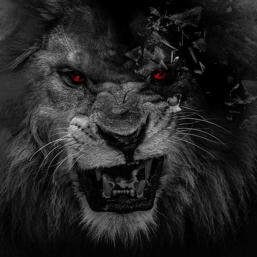 Black Lion on Dog, lion eye HD phone wallpaper | Pxfuel
