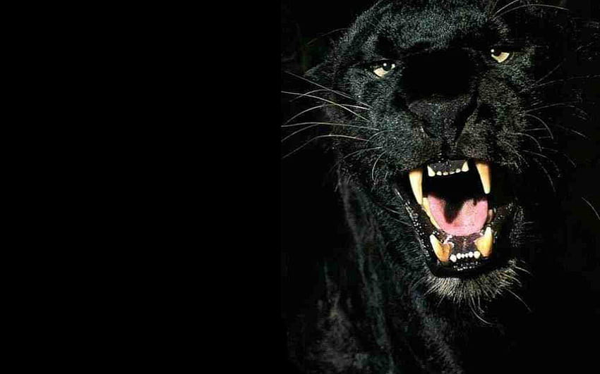 Best Black Panther, black leopard on black background HD wallpaper