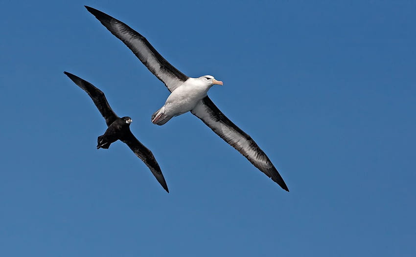 Aves: Aves Aves marinas Aves Albatros Martín pescador para 16:9 fondo de pantalla