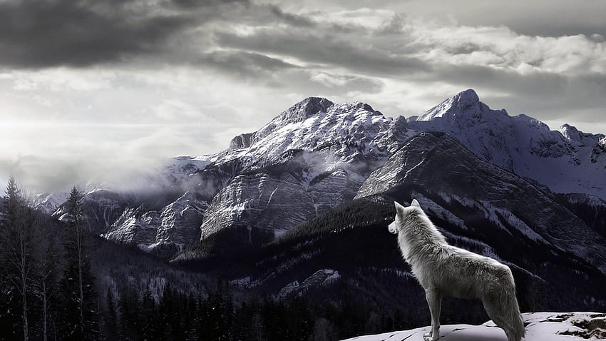 オオカミ - 1 つの背景、 高画質の壁紙