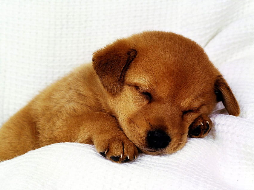7 Of Cute Puppies, cute doggy HD wallpaper | Pxfuel