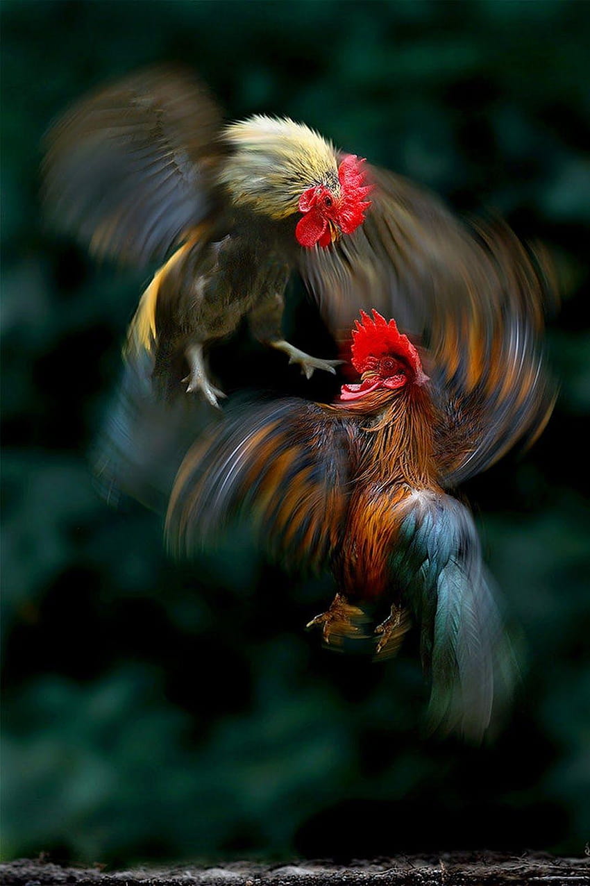 Naturgraphik von Sam Lim, Hahnenkampf HD-Handy-Hintergrundbild