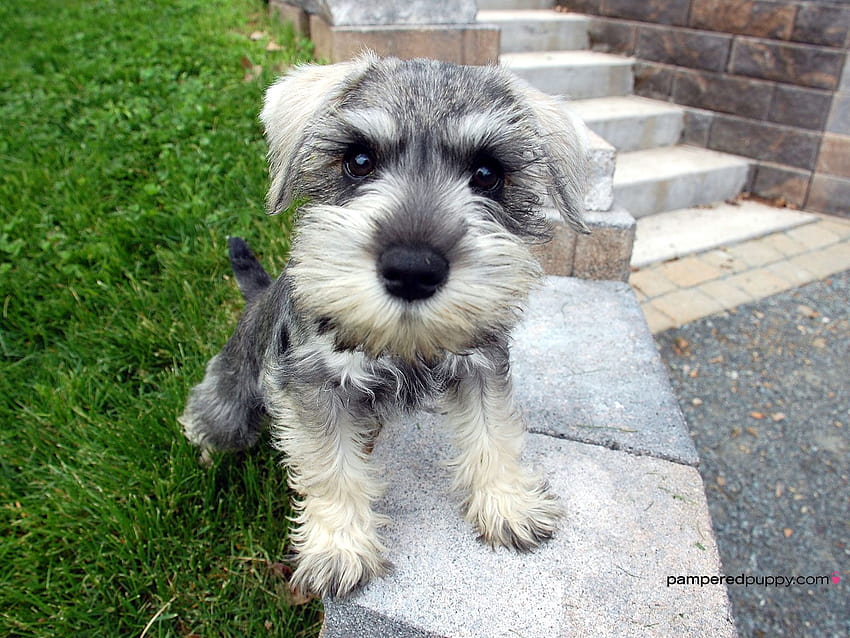 are schnauzers lap dogs