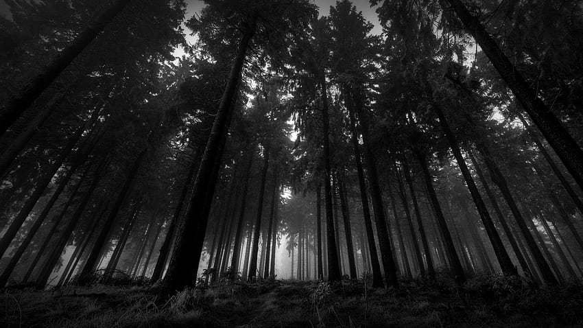 Nature Dark Woods Forest Tree Fir Cool ~ Nature pour 16, mobile forêt sombre Fond d'écran HD