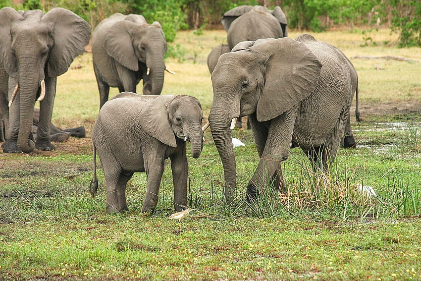 group of elephants HD wallpaper