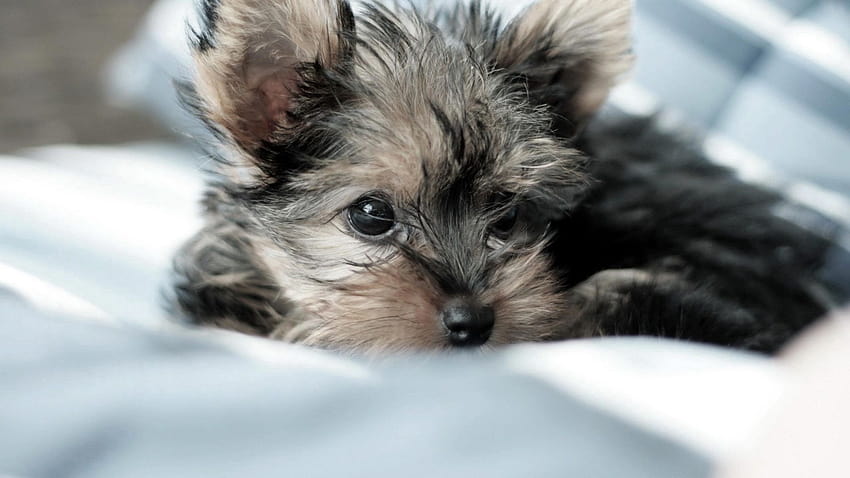 1920x1080 yorkshire terrier, dog, puppy, lying, fluffy full , tv, f, backgrounds, morkie HD wallpaper