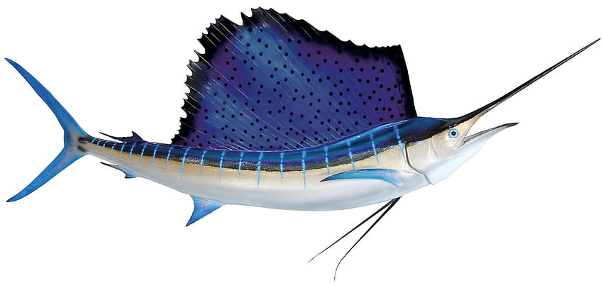 Atlantic sailfish, sail fish HD wallpaper