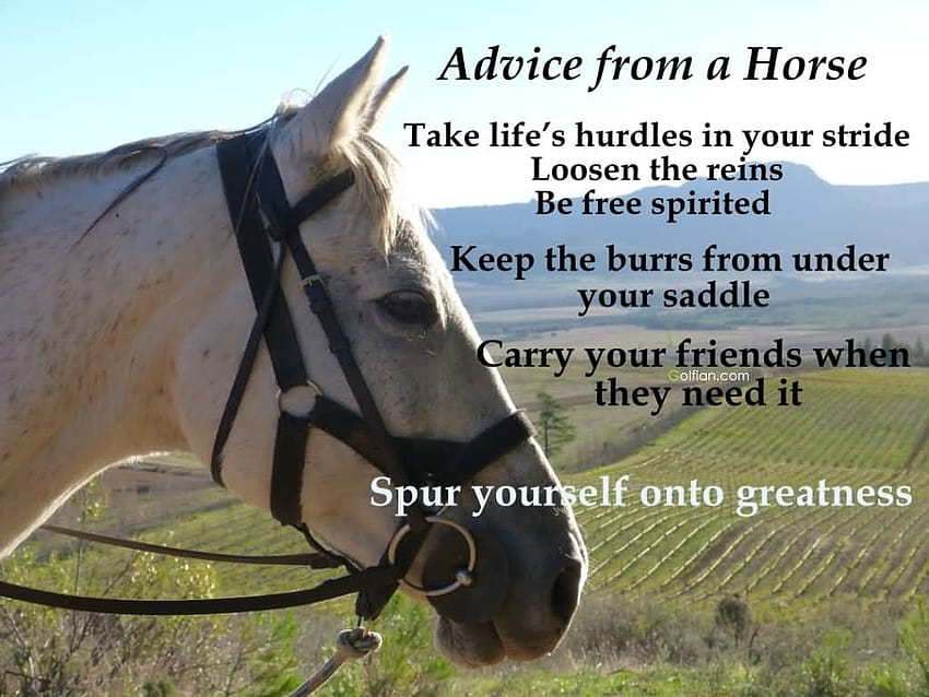 50 Best Horse Quotes \u2013 Funny Horses Mare Sayings HD wallpaper
