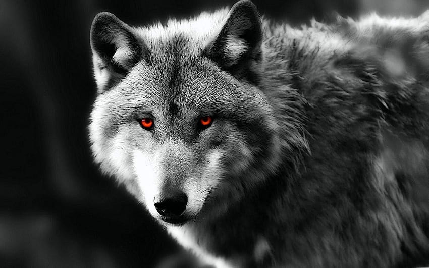 White Wolf With Red Eyes