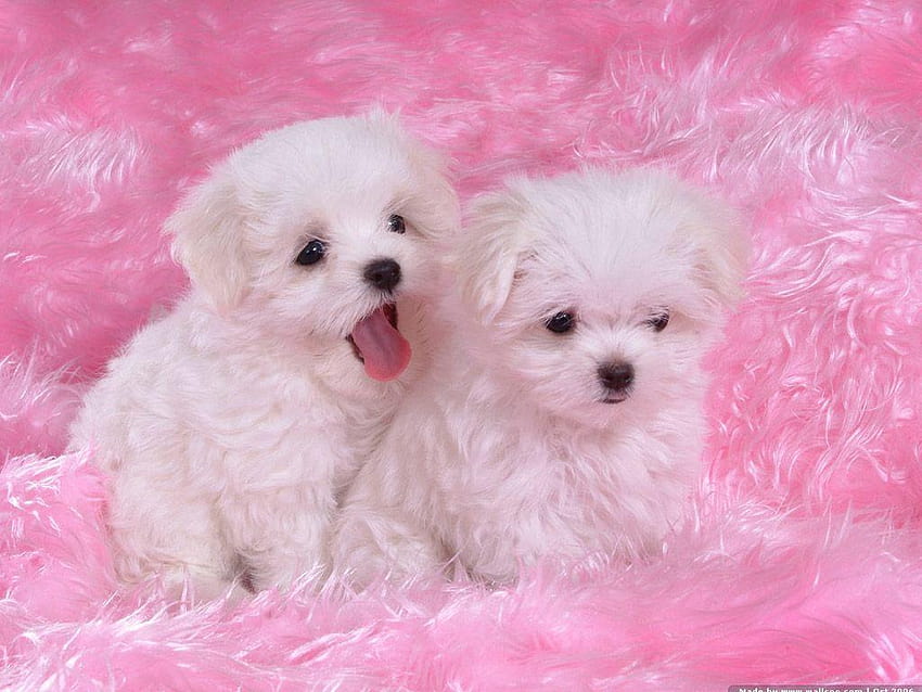 Cute Baby Puppies: Những chú chó con dễ thương lém lỉnh sẽ khiến trái tim bạn tan chảy! Nhấn vào hình ảnh để chìm đắm trong thế giới của những chú chó con xinh xắn đáng yêu nhất nhé!