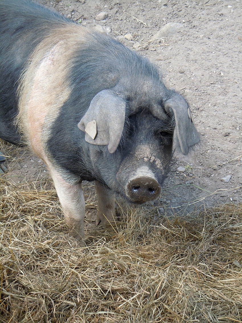 黒とピンクの豚、太った豚 HD電話の壁紙