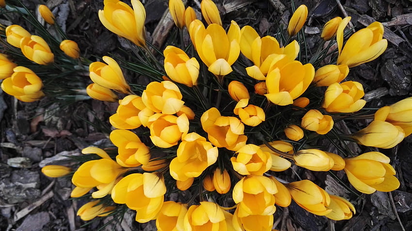 4621x2595 crocus, kuning, bunga, musim semi, crocus kuning Wallpaper HD