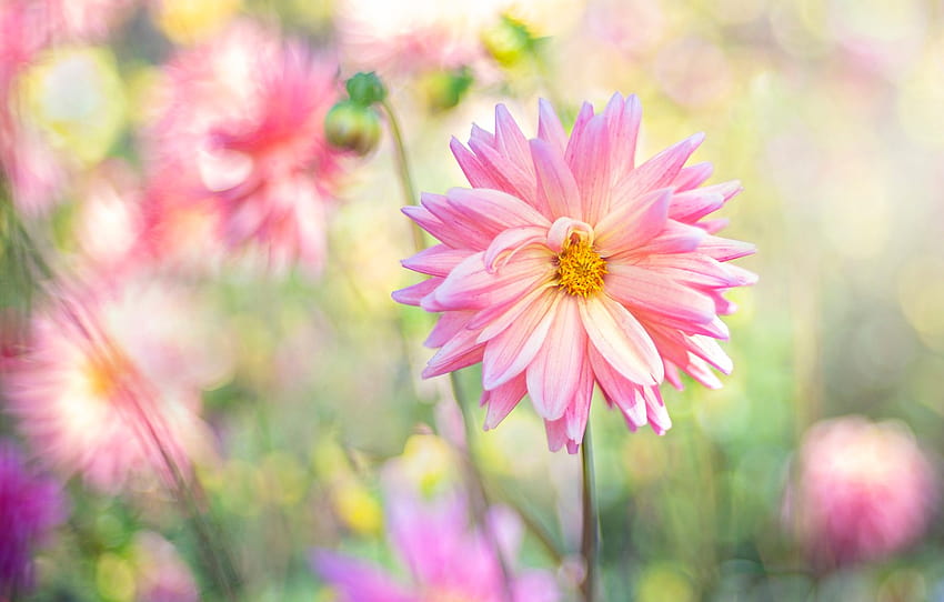 summer, flowers, blur, garden, pink, Dahlia, bokeh, dahlias , section цветы, pink dahlias HD wallpaper