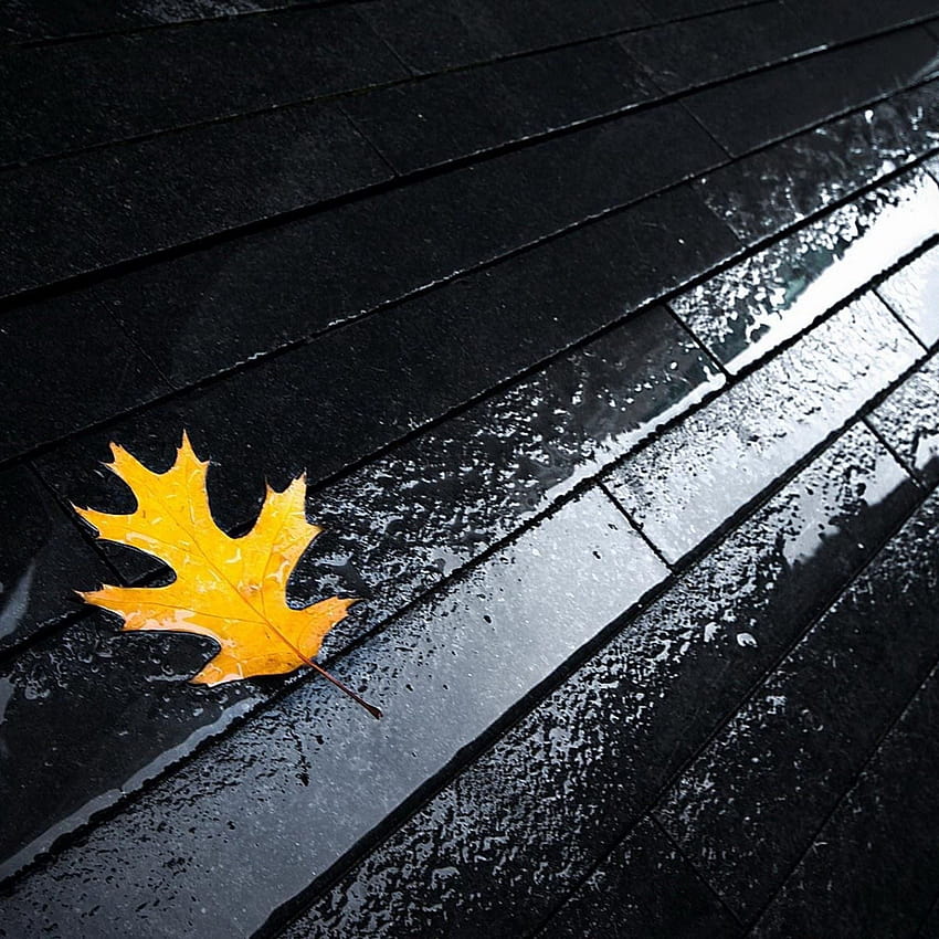 Street Rain Autumn Yellow Leaf iPad Air, autumn leaves grey HD phone wallpaper