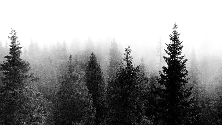 Forêt noire et blanche, forêt silencieuse Fond d'écran HD