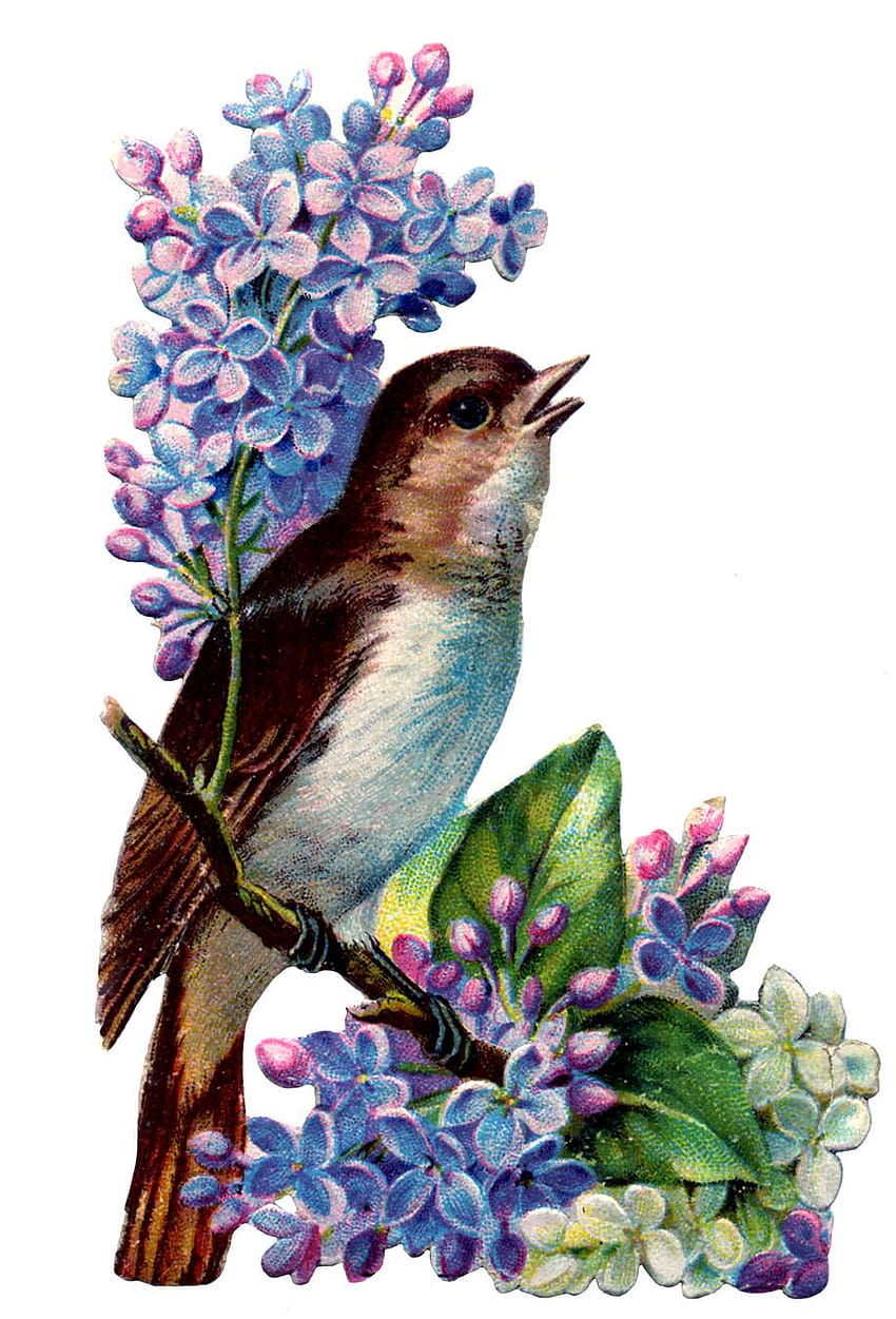 8 Clip Art Lilacs!, little bird and lilacs HD phone wallpaper