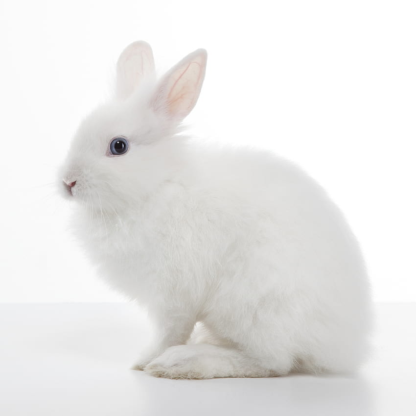 7 Weißes Kaninchen, weißes Häschen HD-Hintergrundbild