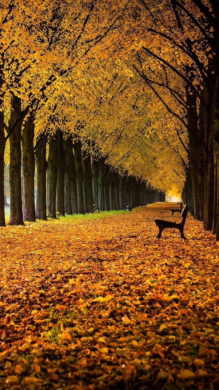 Germany, Lower Saxony, alley, park, trees, bench, leaves, autumn 750x1334  iPhone 8/7/6/6S , background, germany autumn iphone HD phone wallpaper |  Pxfuel
