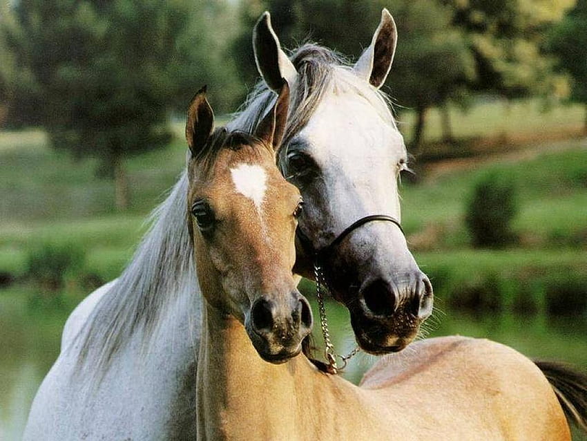 MARE & FOAL, mare and foal HD wallpaper | Pxfuel