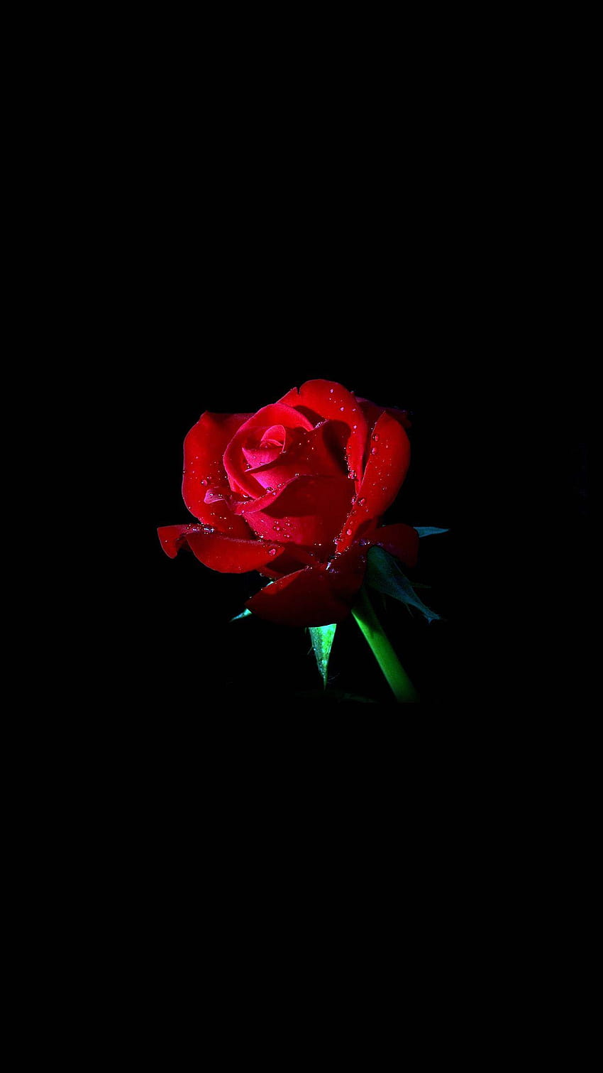 Red Rose Dark Flower Nature Android wallpaper ponsel HD