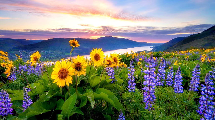 Spring Flowers Mountain Lake Hills [1920x1080], sentiero autunnale di fiori selvatici Sfondo HD