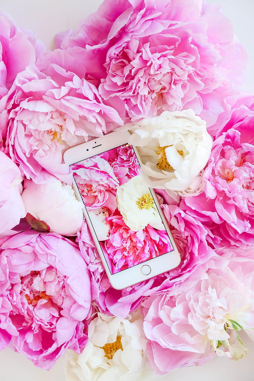 Pink Peonies HD phone wallpaper | Pxfuel