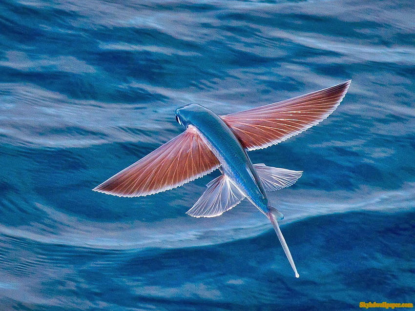 Летяща риба, плаваща риба HD тапет