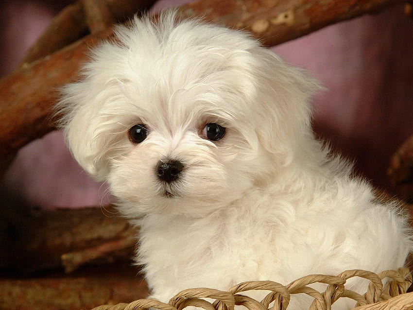 Anjing Anjing Fluffy Maltese, anjing berbulu halus Wallpaper HD