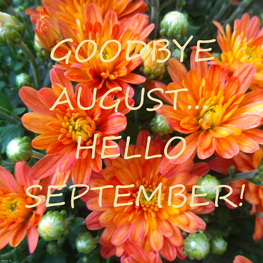Goodbye August...Hello September! {orange mums}, last day of september HD wallpaper