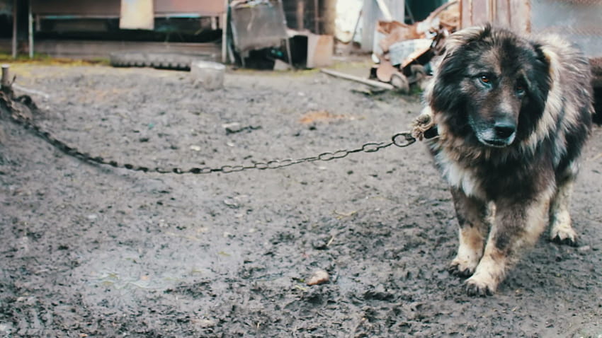 Видео: голямо куче кавказка овчарка на верига тича и лае близо до HD тапет