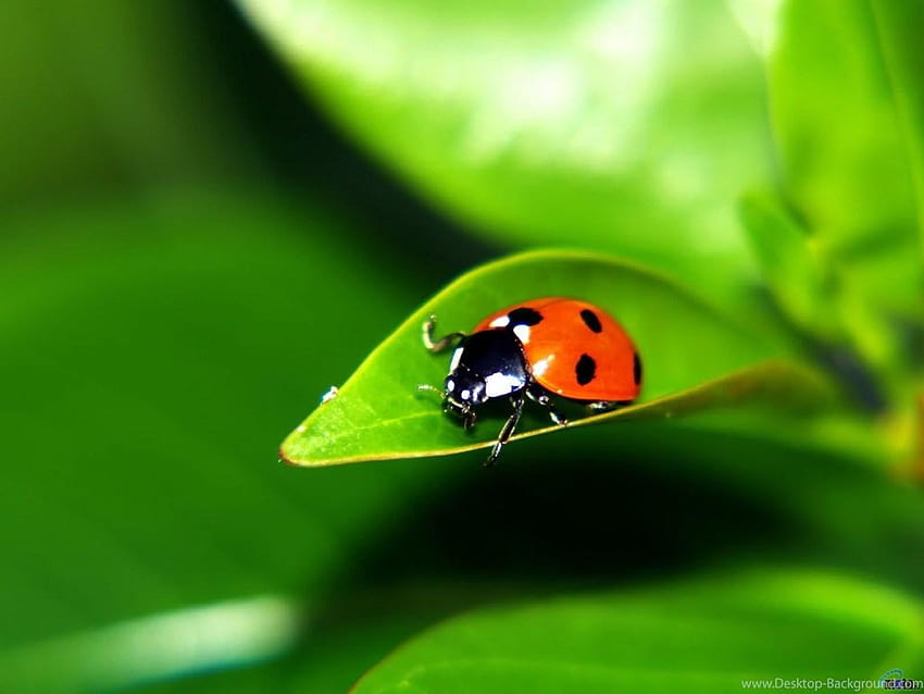 Green, Ladybug, Leaf, Ladybird, Ladybird. Backgrounds, ladybird beetle HD wallpaper