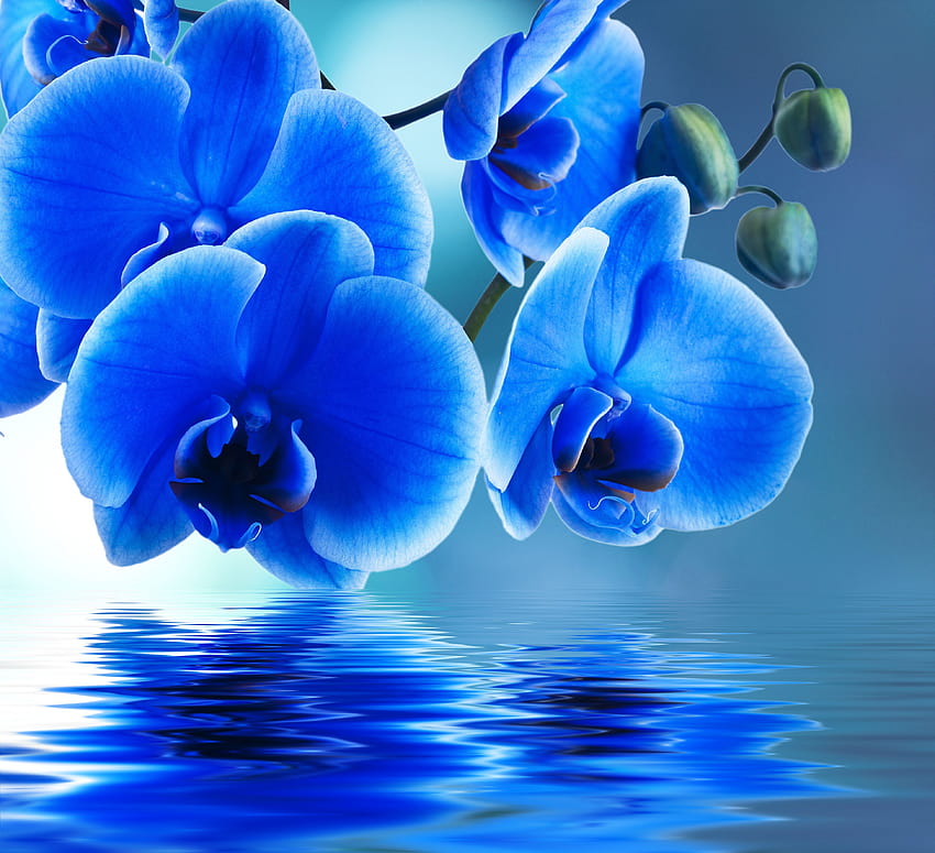 Blue Orchid HD wallpaper