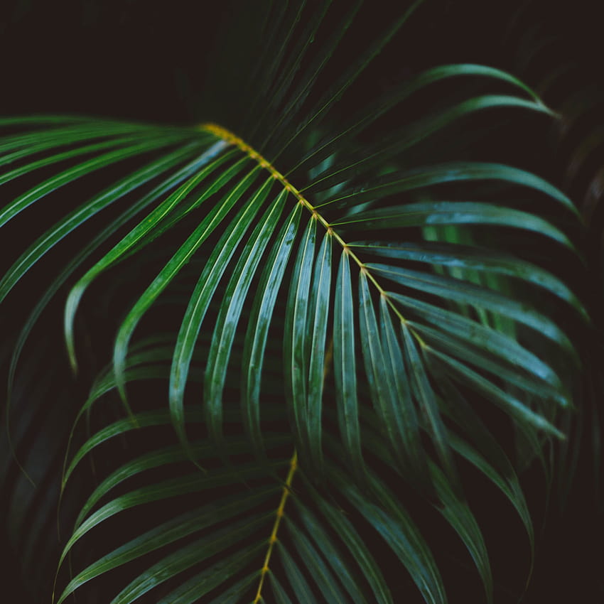 Foglia di palma, fronda, verde, foglie, natura • Per te, foglie di palma Sfondo del telefono HD