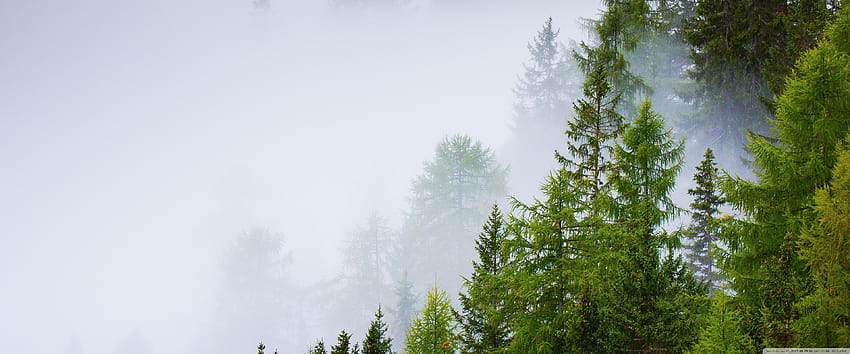 針葉樹の森、霧、雨の日 U TV のウルトラ背景 : ワイドスクリーン & ウルトラワイド & ラップトップ : マルチ ディスプレイ、デュアル モニター : タブレット : スマートフォン、ウルトラワイド フォレスト 高画質の壁紙